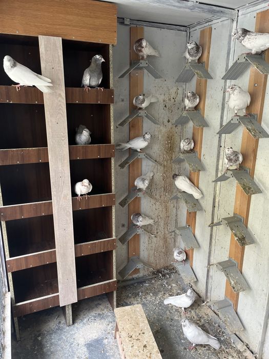 Пазарджишки високолетци