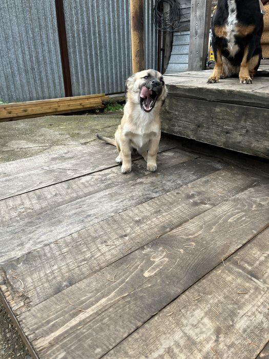 Отдам собачку девочка