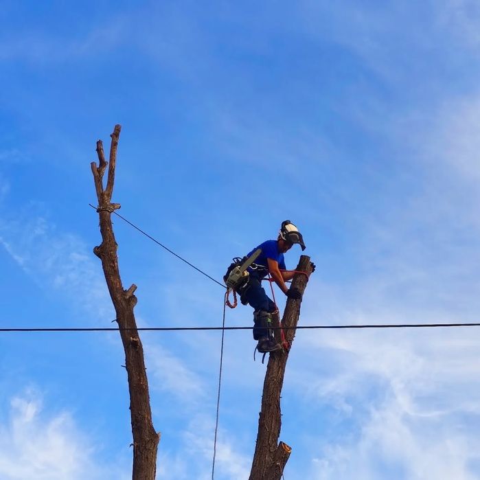 Спил, обрезка  деревьев любой сложности