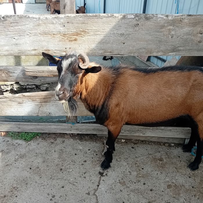 Tap alpin francez și 2 iezi alpini francezi