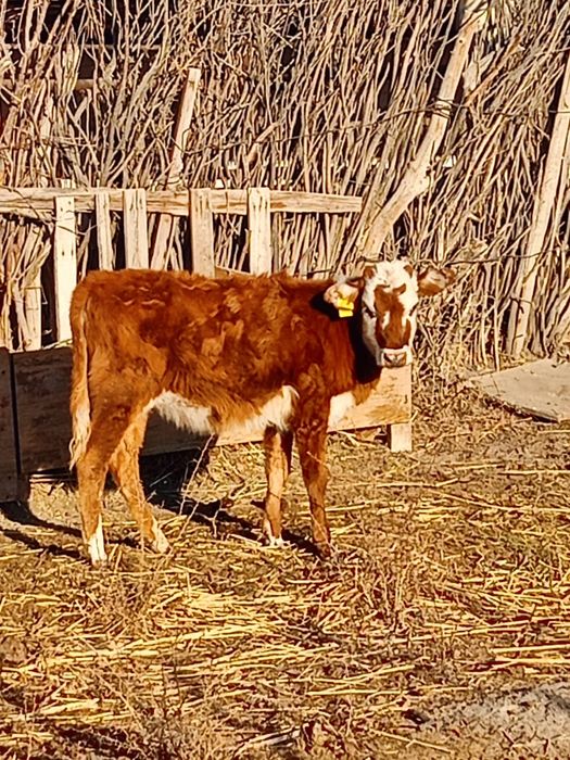 Кызылорда каласы аидарлы ауылында арзанға жаксы бағада сатылады