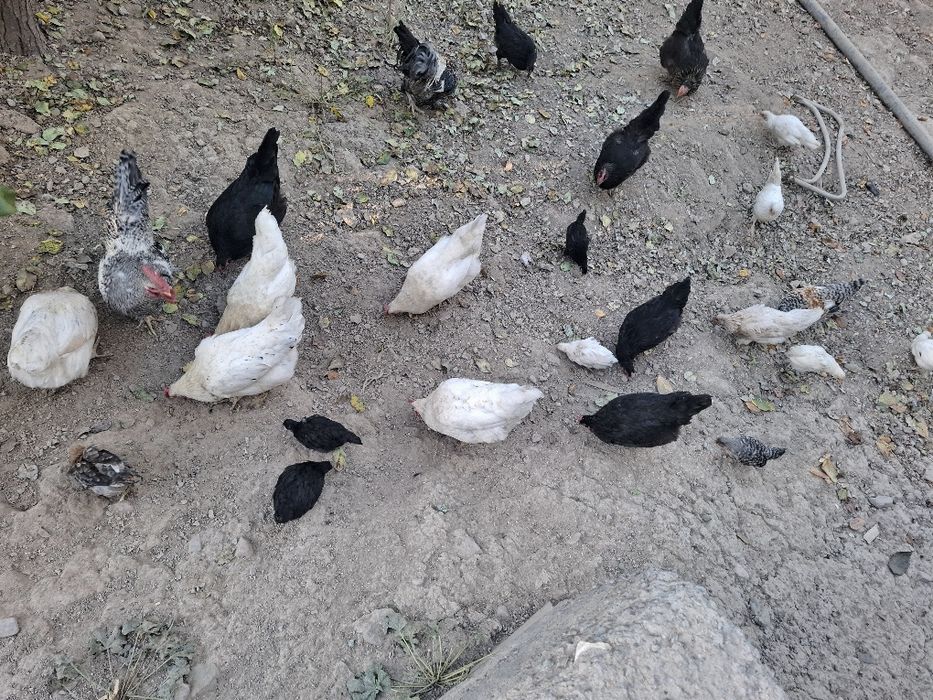 Tovuq va jo‘jala sotiladi 10 ta tovug 18 joja 2 xo‘roz