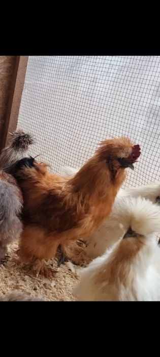 Matase japoneza vand sau schimb