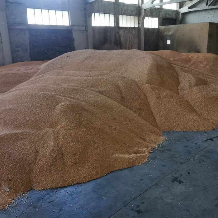 Vând Porumb  și Grâu recoltă 2025 la 1,3 lei /kg