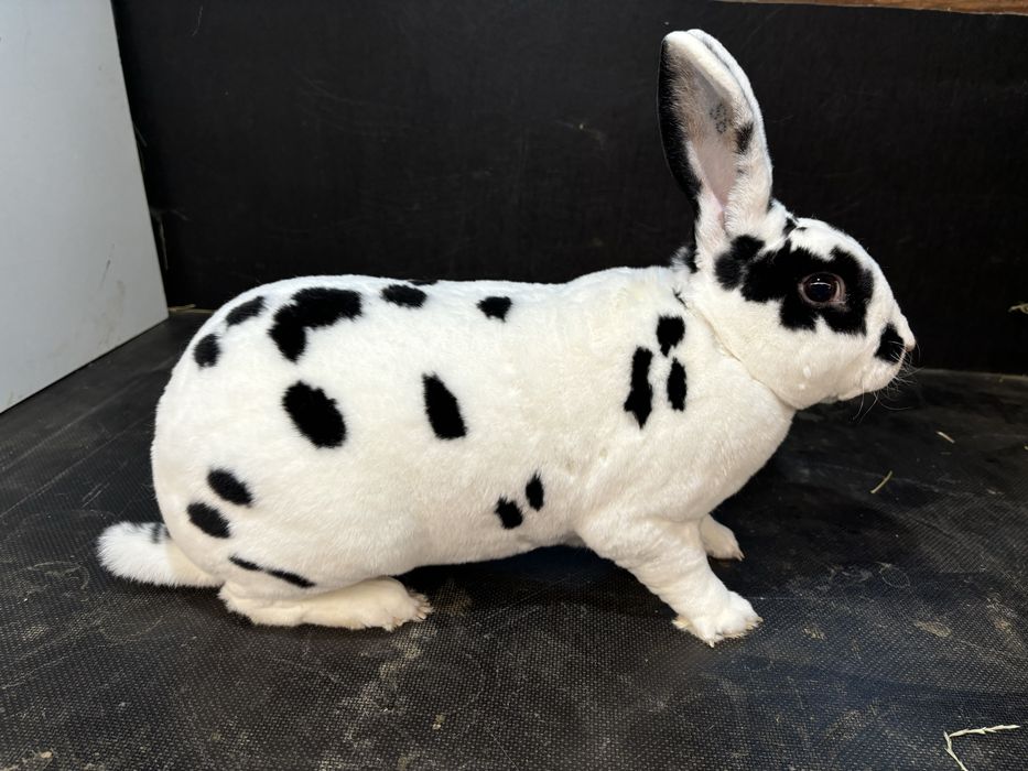 Masculi rex dalmatian