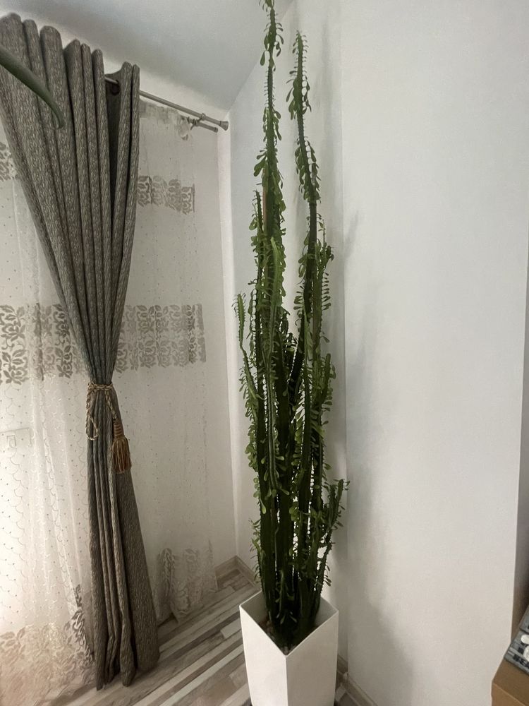 Cactus Euphorbia Trigona inaltime 2.5 m (African Milk Tree)