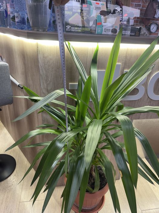 Yucca plant, likely a Spineless Yucca
