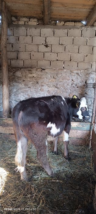 Vitea Bălțată românească