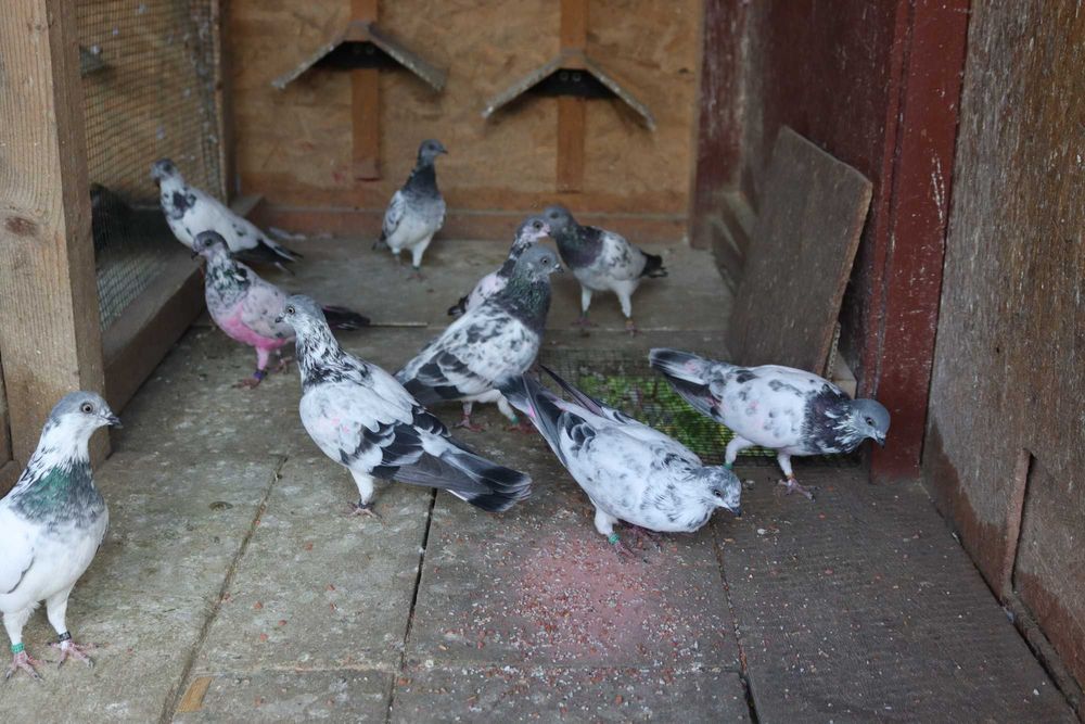 Porumbei Berzați de Budapesta