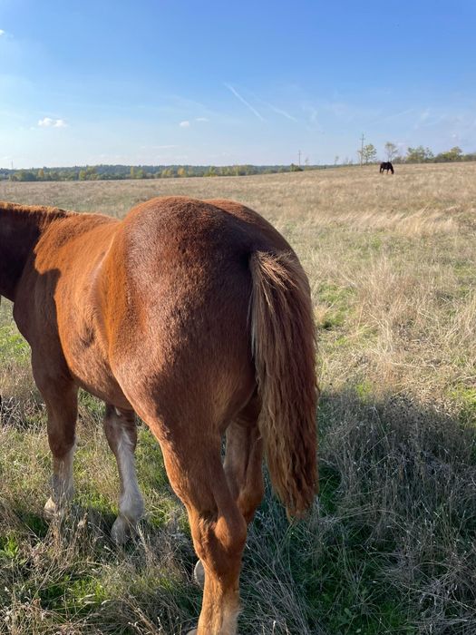 Vand cârlan 3,5 luni