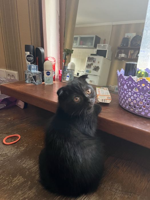 Котенок скотиш фолд черный