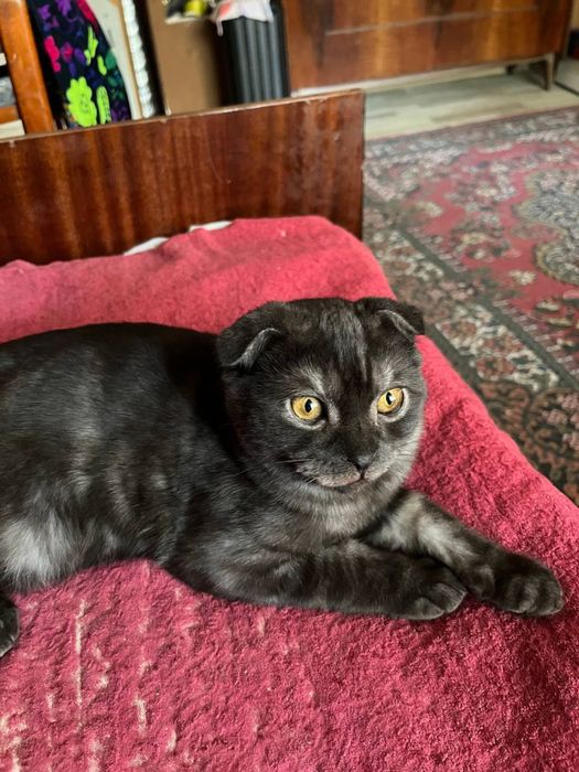 Скидка! Породистые котята продам срочно