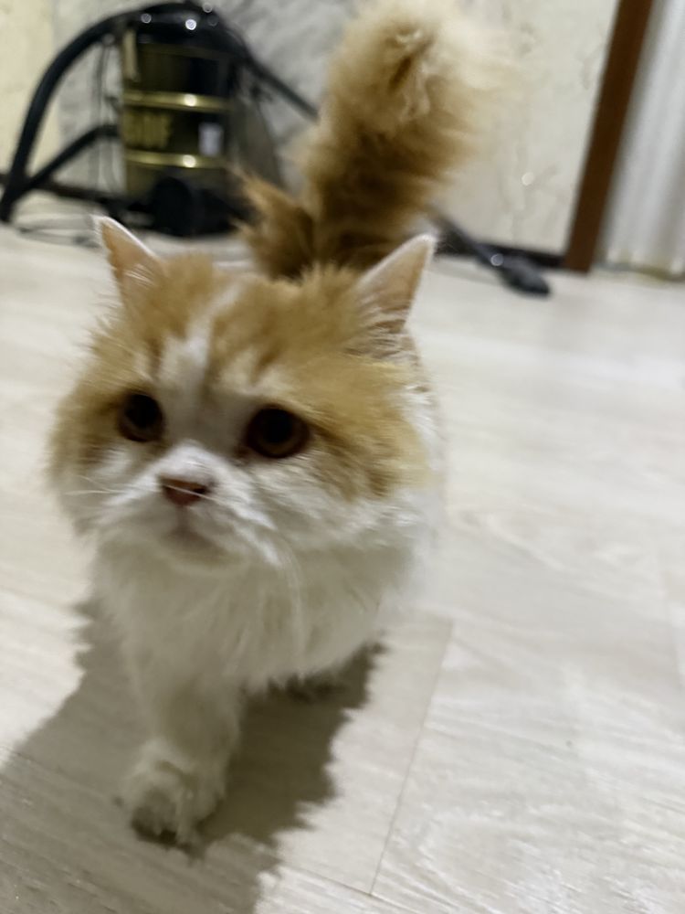кот прадайотся имя муезза