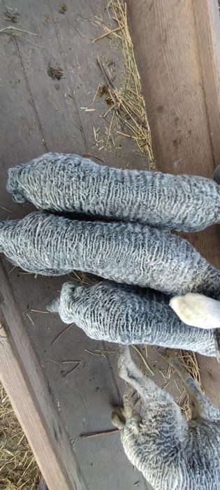 Vând 60 oi karakul înscrise în COP