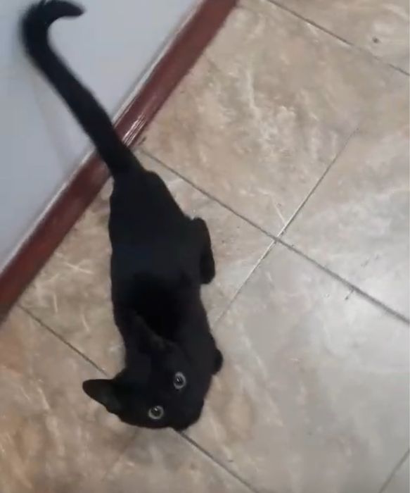 Отдам в добрый руки котенка