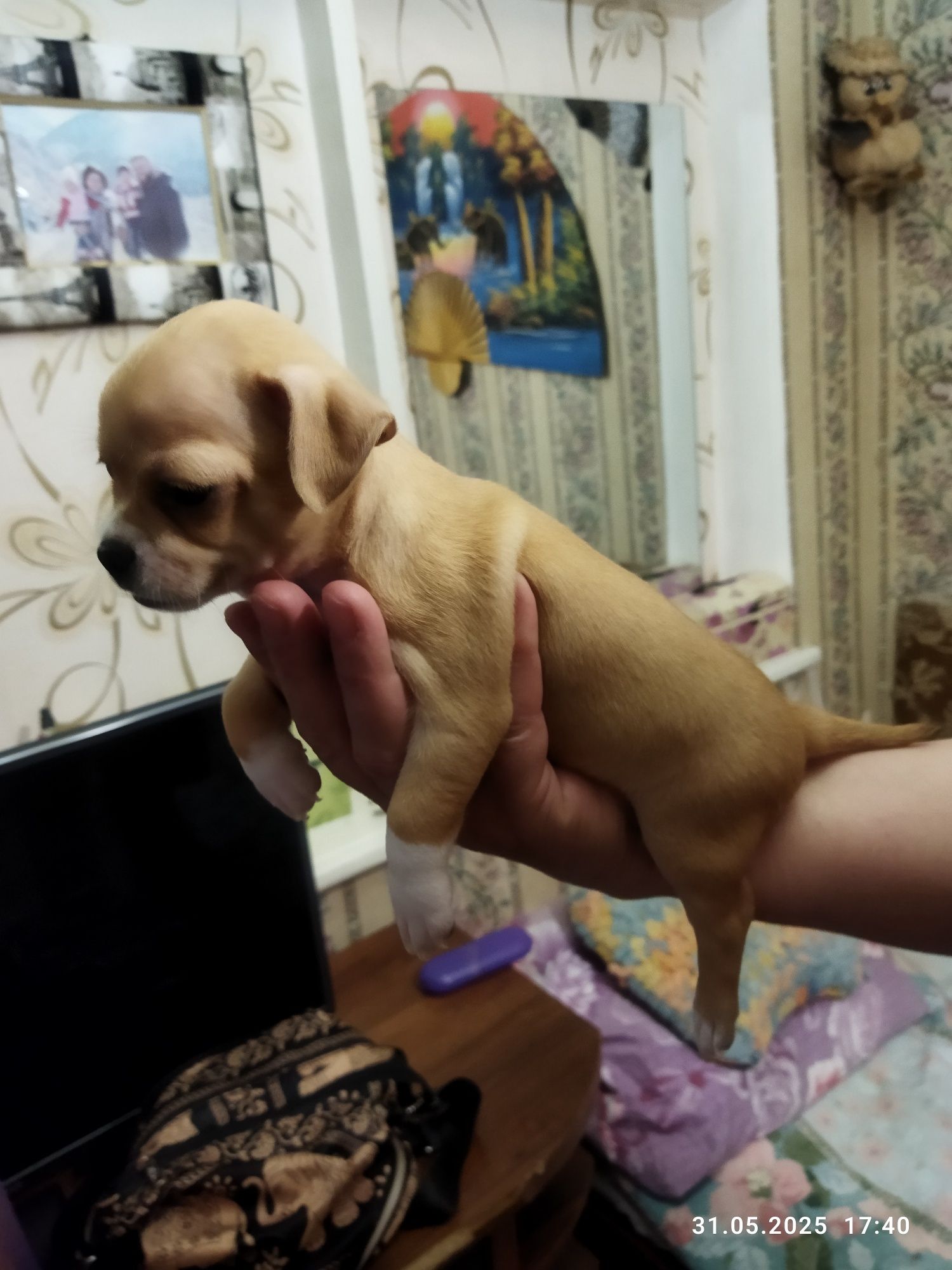 Продаются щенки чихуахуа