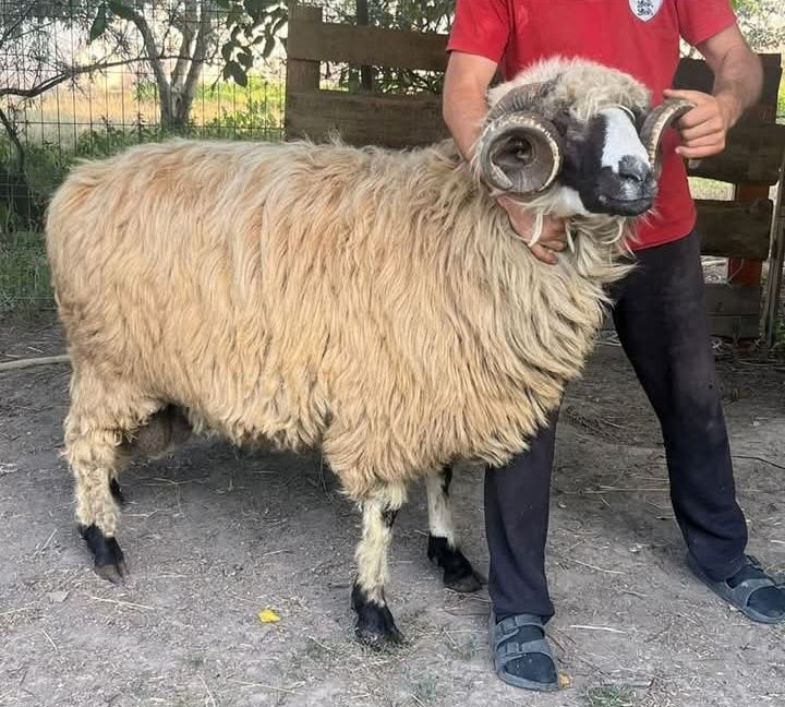 Mior breaz cu genetina si forme foarte bune