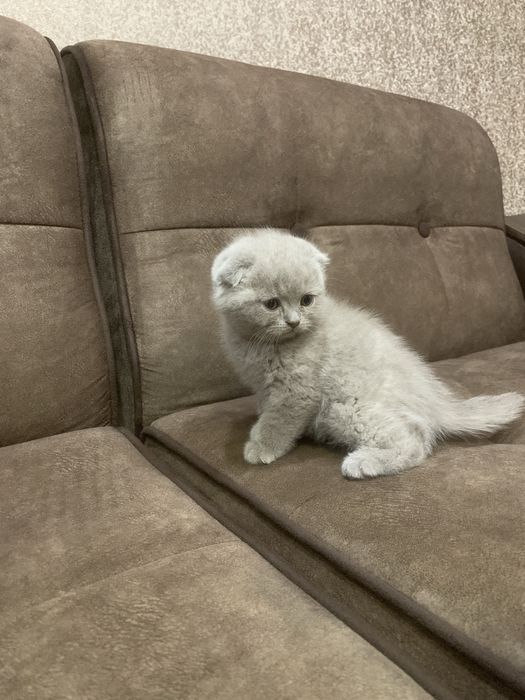 Продается котят 100$