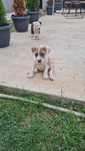 Amstaf Staffordshire Terrier