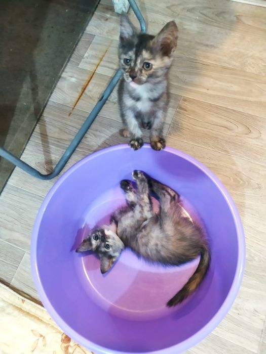 Отдам котят в добрые руки