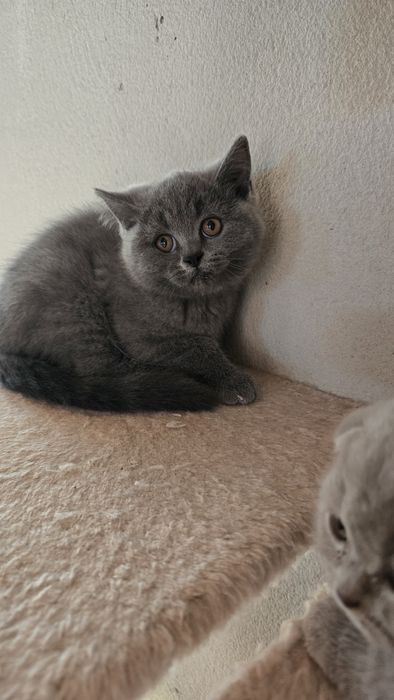 British shorthair blue
