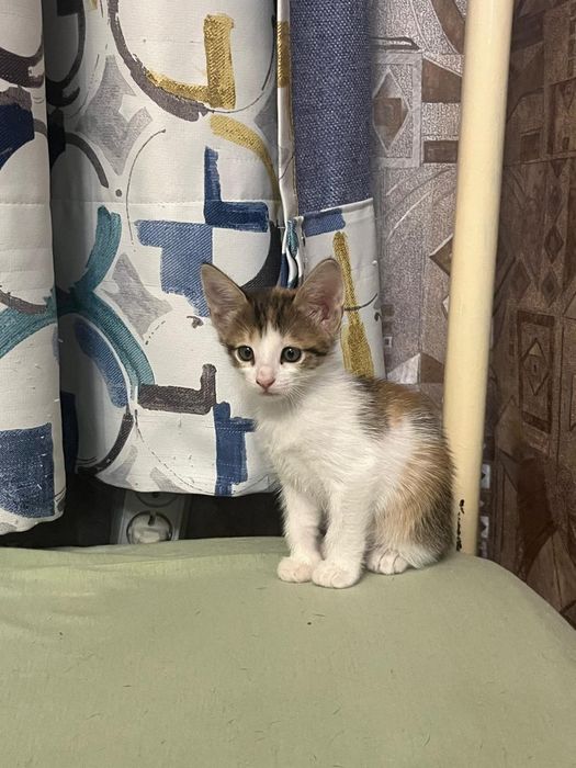 Отдам в дар котенка