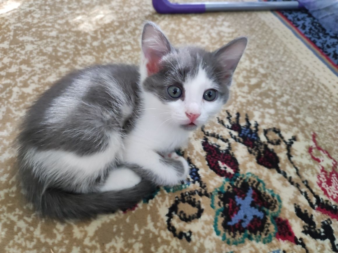 ОТДАМ котят в Добрые и надёжные руки.
