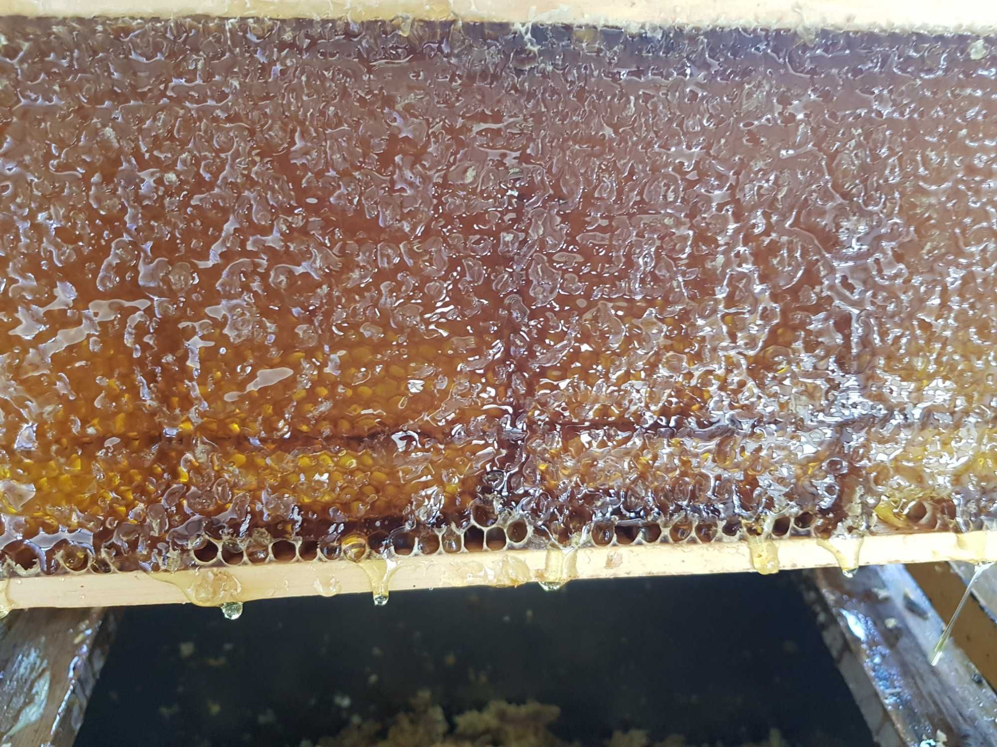 Предлагам чист пчелен мед
