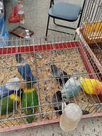 Продавам папагали