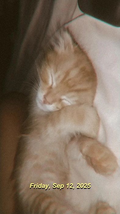 Вислоухие котята