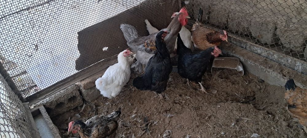 Курица петух  дом