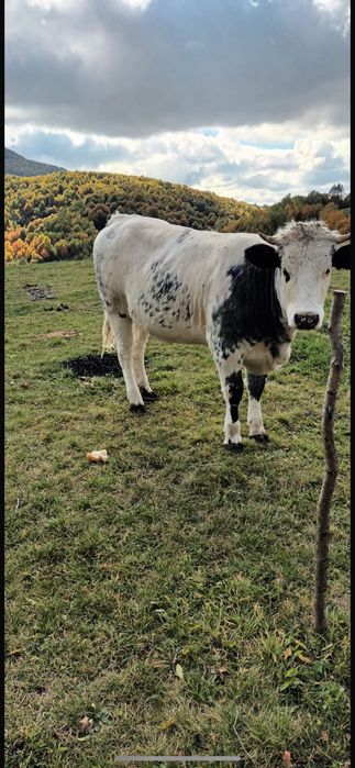 Vând vacă și junincă