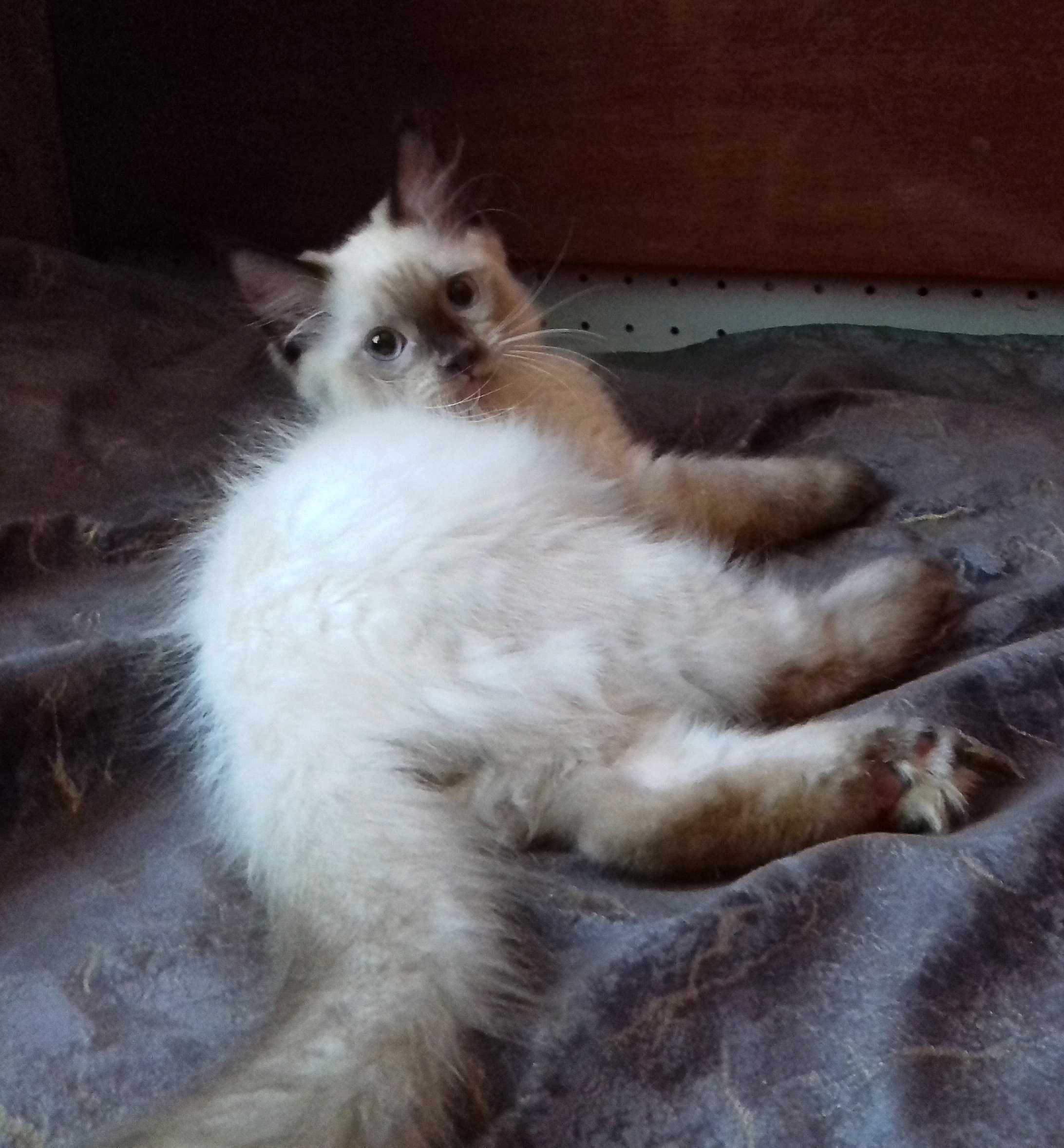 Тайский (сиамский) котёнок. Мальчик 3 месяца.