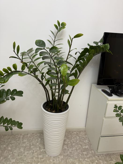 Продам долларовое дерево