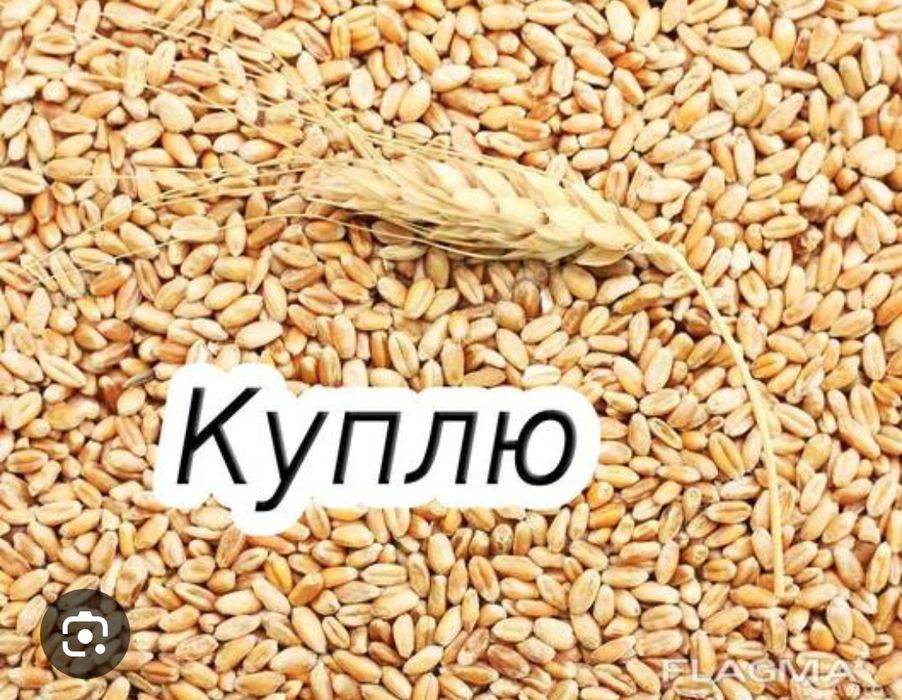 Приём пшеница ячмень
