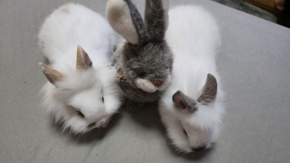 Декоративни зайчета