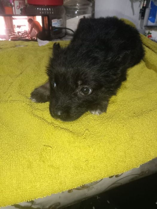 Щенок девочка ищет дом