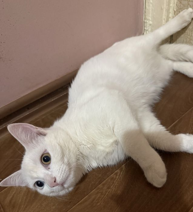 Скоттиш страйт разноцветными глазами