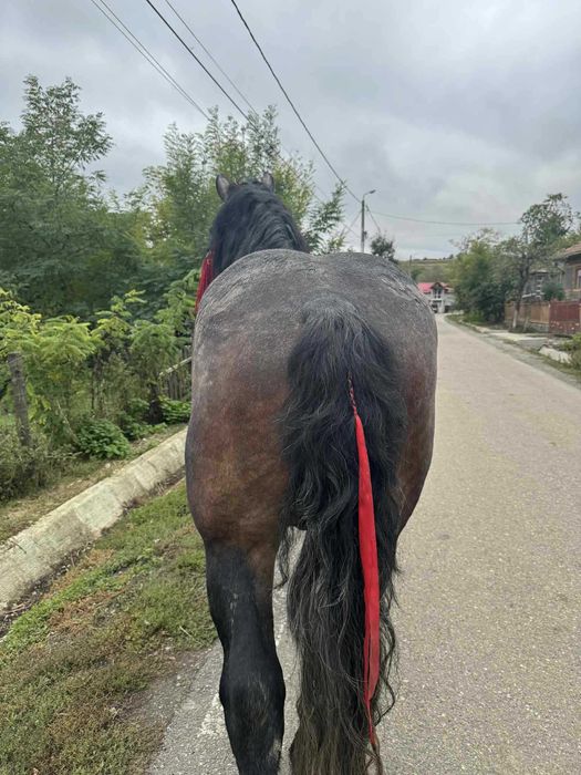 Vand armasar de 8 ani