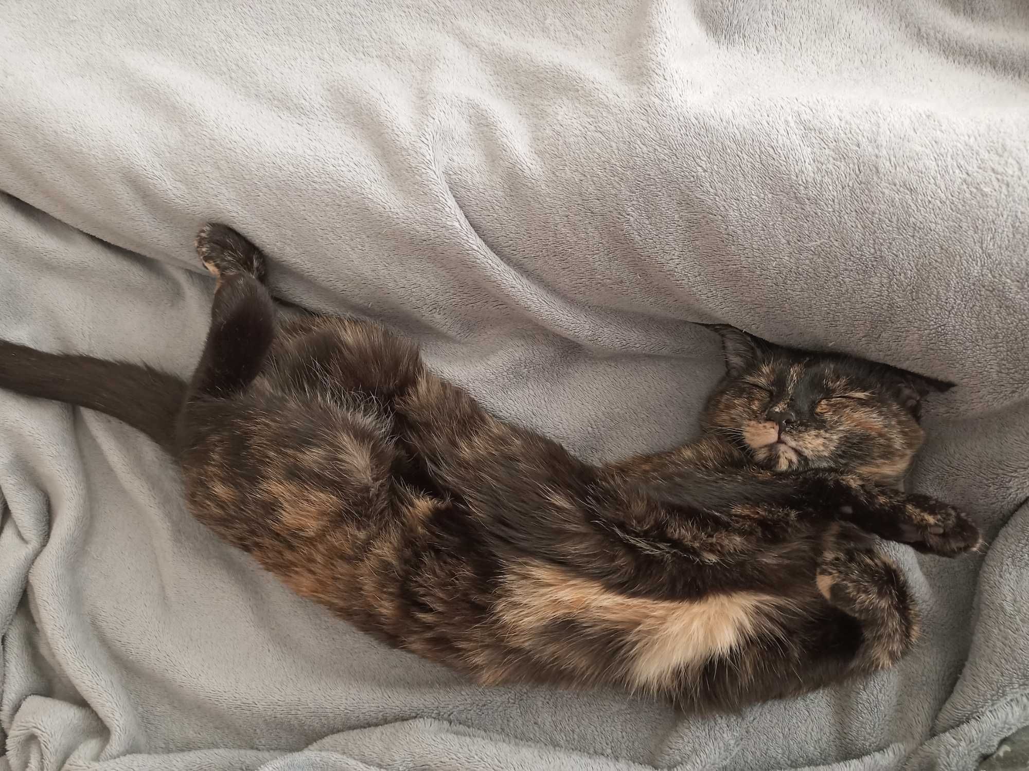 Кошечка, 5 месяцев. Черепахового окраса