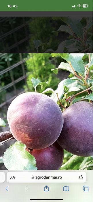 Cais negru la Ghiveci /pomi pe rod