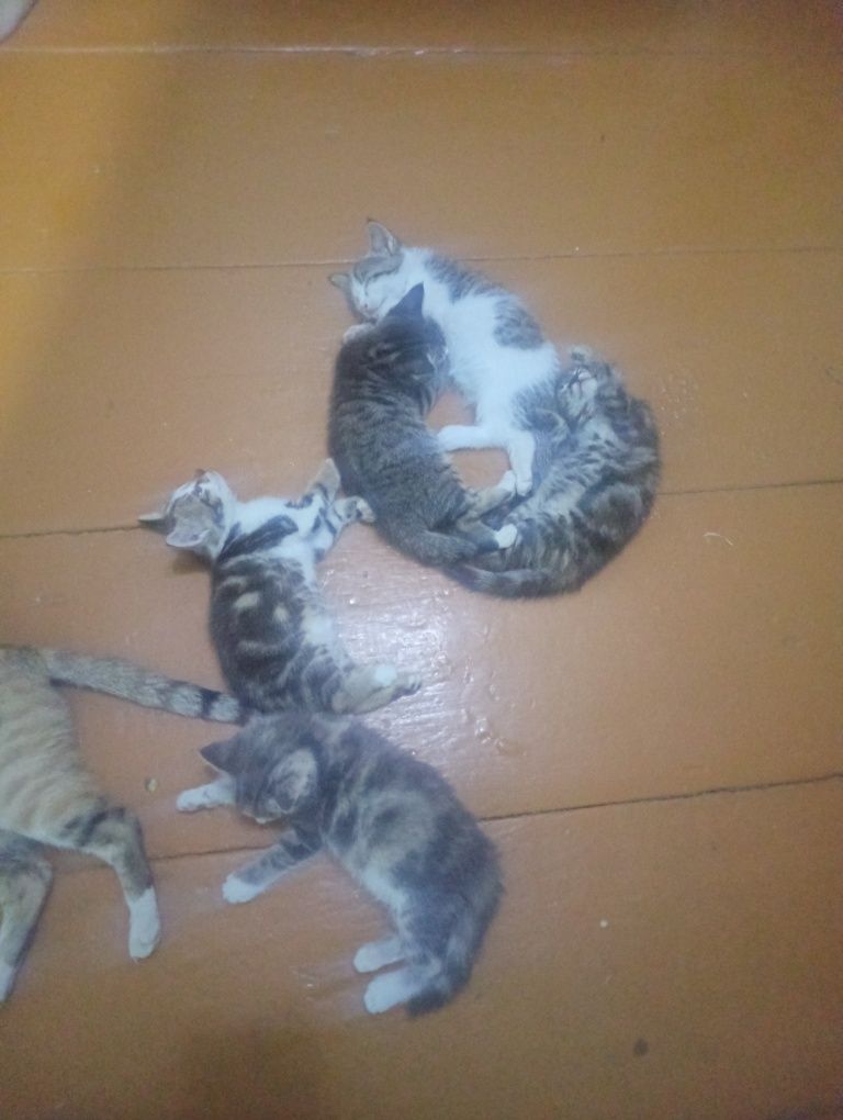 Отдам в хорошие руки бесплатно