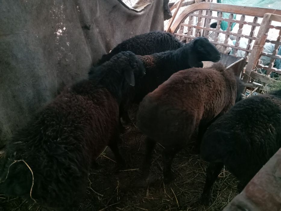 Qo'chqorlar sotiladi.