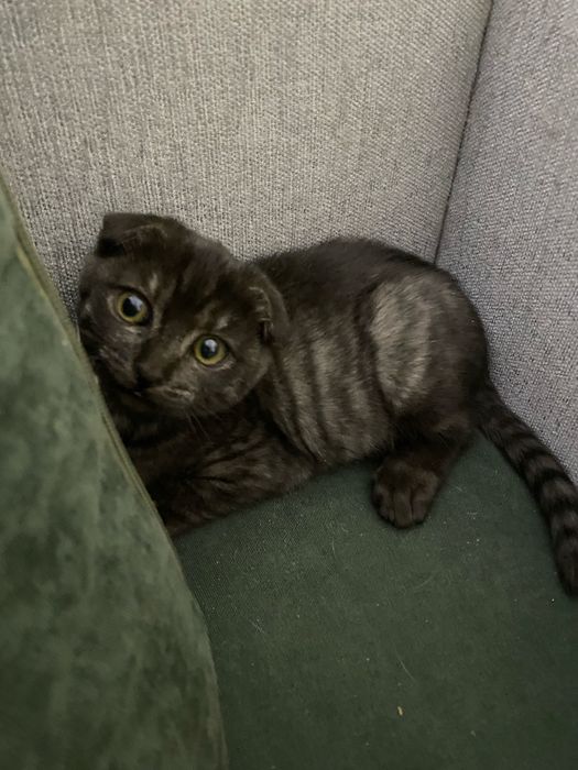 Отдам котенка в добрые руки