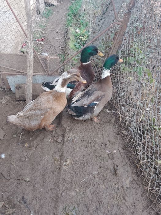 Vând Rațe Măcănitoare Românești Și Rațe Mute