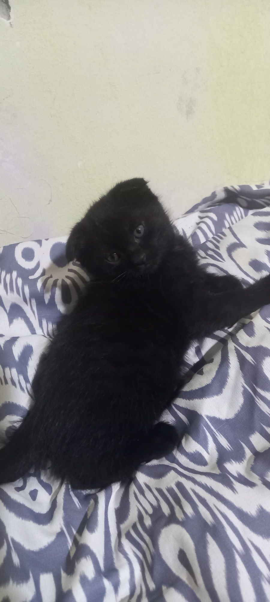 Скоттиш фолд и шиншиллы