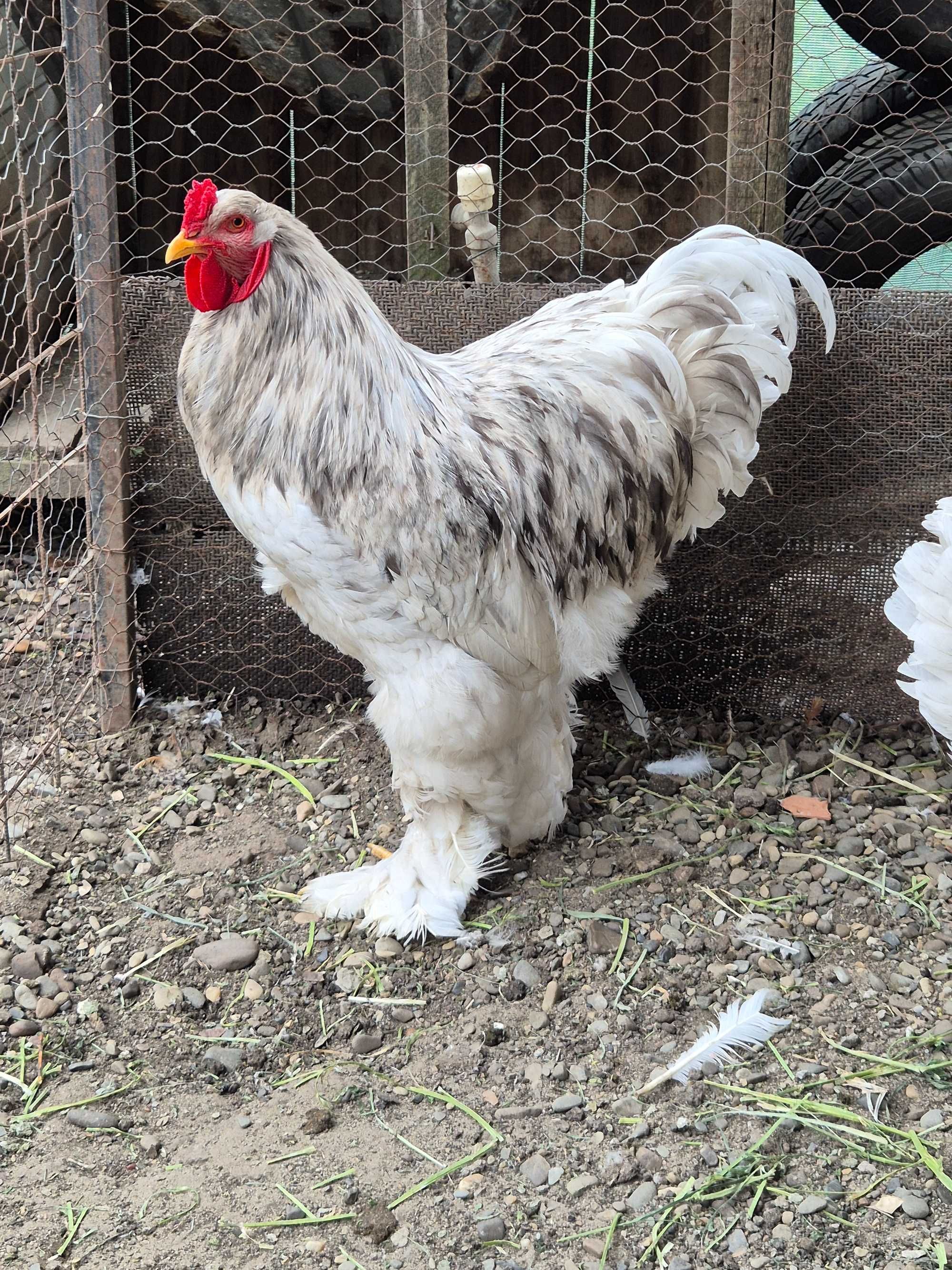 Gaini brahma splash
