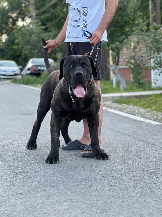 Mascul presa canario