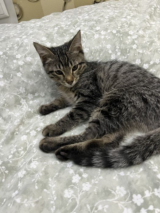 Отдам даром котенка