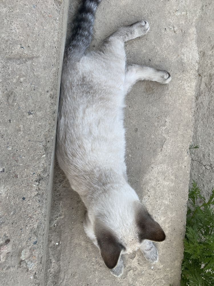 Котенок 4 месяцев